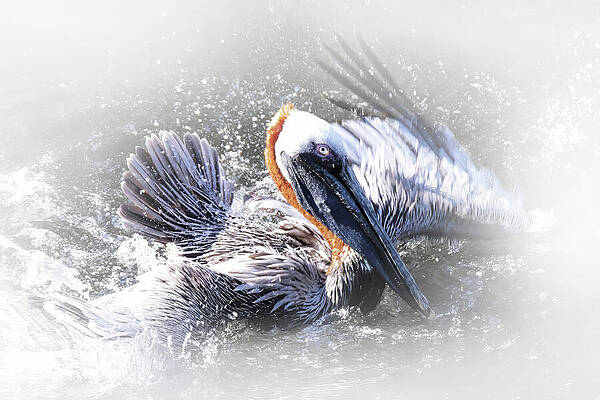 Feather Wall Art featuring the photograph Pelican 73B by Sally Fuller