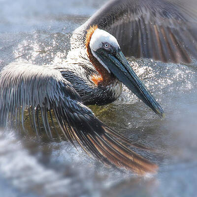Pelican Spreads Its Wings Photograph