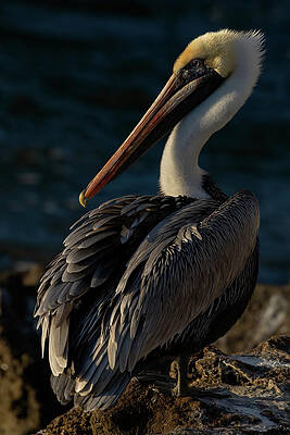 Florida Photograph - Pelican Basking In Morning Sun by RD Allen