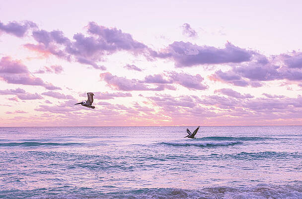 Sunset Wall Art featuring the photograph Pelican Dream by Nova Rae