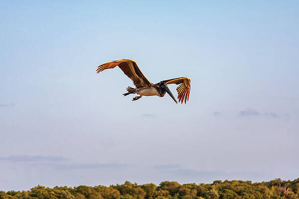 Wall Art featuring the photograph Pelican Flying Over The Tropical Forest by Tatiana Travelways