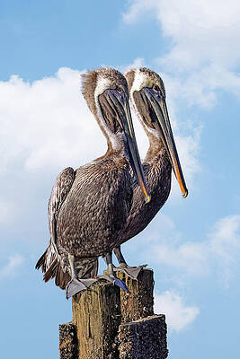 Feather Wall Art featuring the photograph Pelican Friends by Gina Fitzhugh