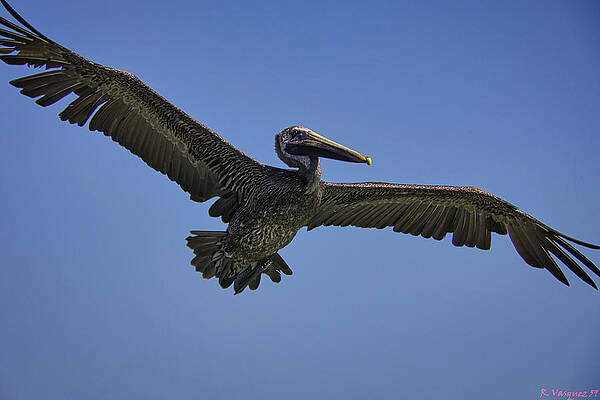 Egret Photograph - Pelican In Flight by Rene Vasquez