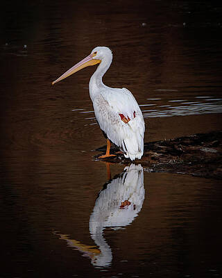 Lake Wall Art featuring the photograph Pelican Reflection by Matt Halvorson