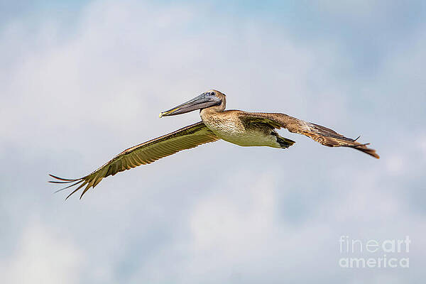 Bird Wall Art featuring the photograph Pelican Spreading His Wings by Beachtown Views