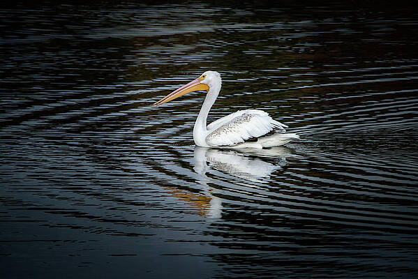 Lake Wall Art featuring the photograph Pelican Symmetry by Matt Halvorson