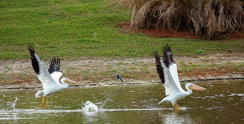 Feather Wall Art featuring the photograph Pelican Take Off by Gina Fitzhugh