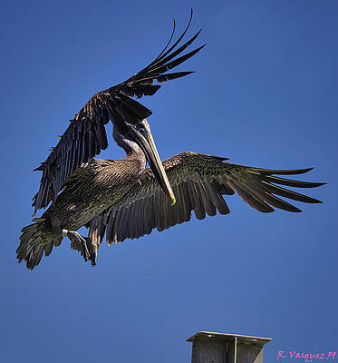 Egret Photograph - Pelican The Art Of Landing by Rene Vasquez