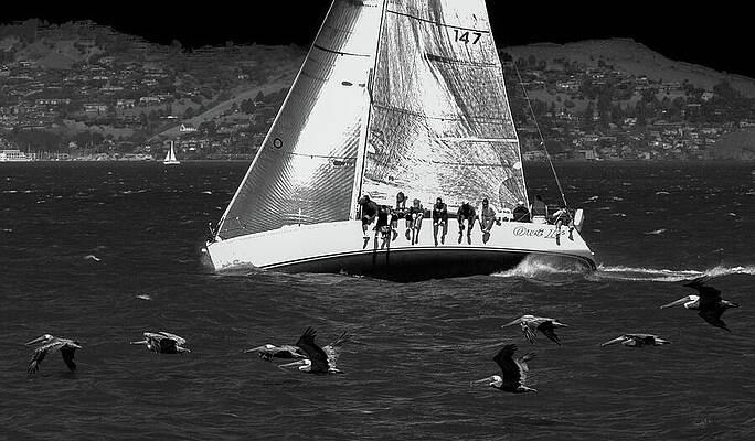 Wall Art featuring the photograph Pelicans And Sailing In San Francisco Bay by Bonnie Colgan