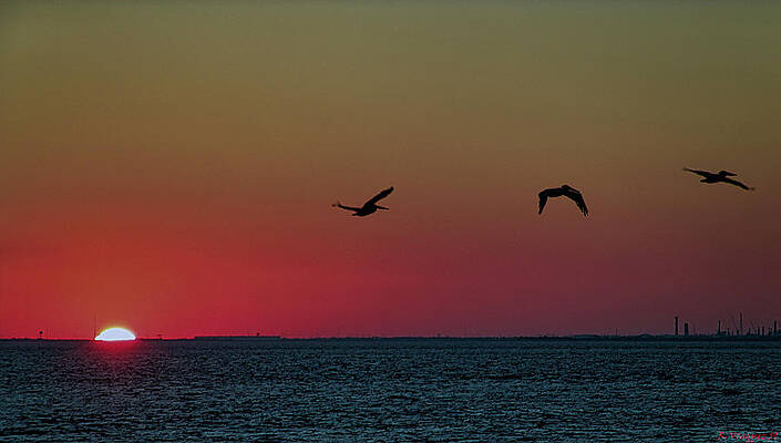 Egret Photograph - Pelicans At Dusk by Rene Vasquez