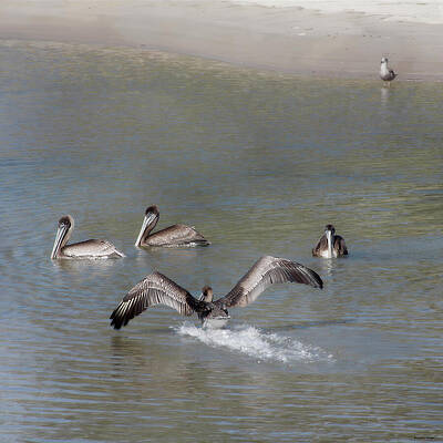 Pelicans in Calm Water Wall Art