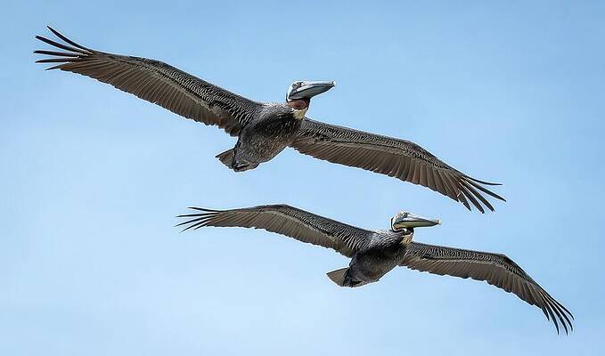 Two Pelicans in Flight Photograph