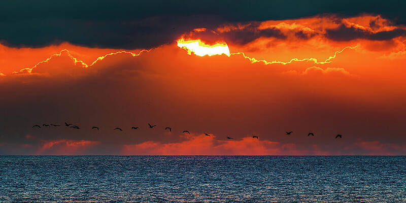 Sky Photograph - Pelicans In The Sunset Mazatlan Mexico by Tommy Farnsworth