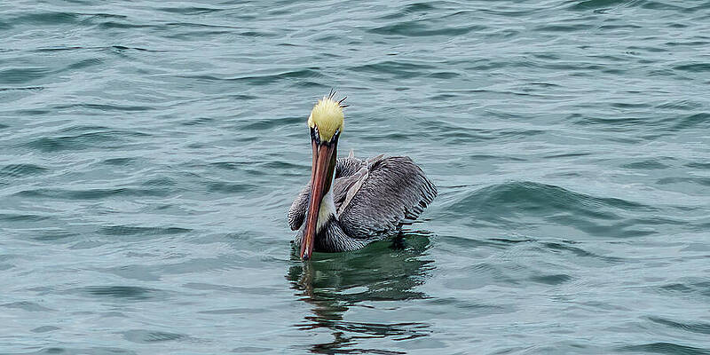Photograph - Pelicans Mazatlan Mexico by Tommy Farnsworth