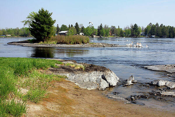 Serene Photograph - Pelican's Paradise Ontario - Michigan by Tatiana Travelways