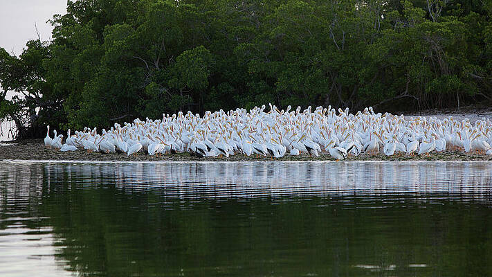 Florida Wall Art featuring the photograph Pelican Colony by Alberto Audisio