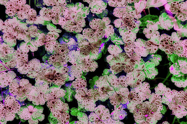 Wall Art featuring the digital art Pennywort by Bruce Block