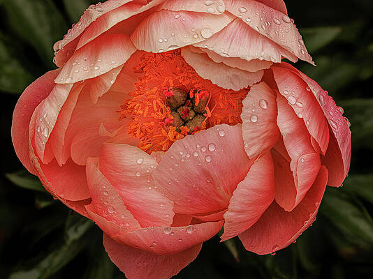 Wall Art featuring the photograph Peony Center by Jean Noren