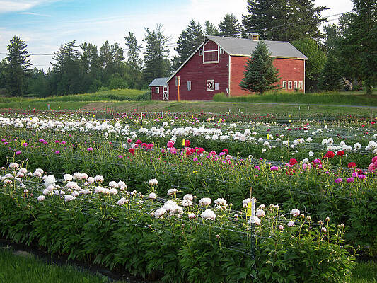 Peony Farm with Red Barn Wall Art