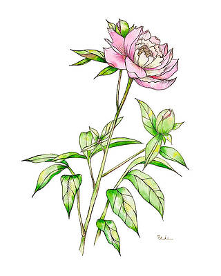Peony I by Catherine Bede