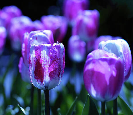 Wall Art featuring the photograph Peppermint Candies by Joe Schofield