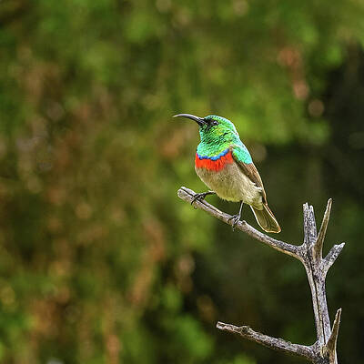 Wall Art featuring the photograph Perched And Pretty by Maryanne Keeling