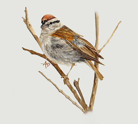 Nature Painting - Perched Chipping Sparrow by Angeles M Pomata