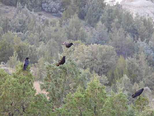 Theodore Roosevelt National Park Photograph - Perched Crows by Amanda R Wright