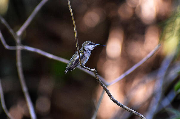 Nature Photograph - Perched Hummingbird At Green Cay Wetlands In Boynton Beach Florida by David McKinney