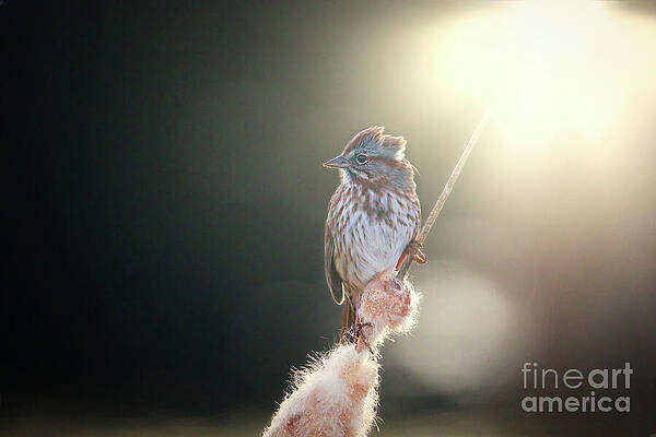 Wildlife Photograph - Perched In The Evening Sun by Thomas Nay