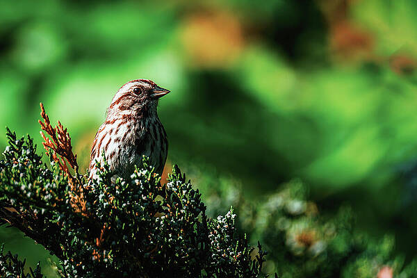 Bird Wall Art featuring the photograph Perched On A Pine by Rich Kovach