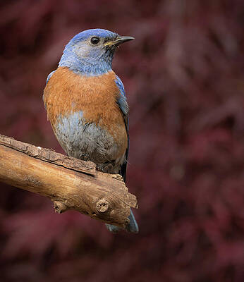 Wall Art featuring the photograph Perched Western Bluebird by Jean Noren