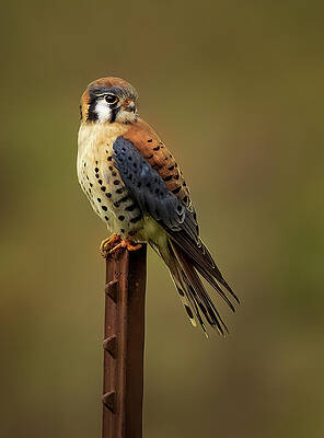 Wild Wall Art featuring the photograph Perching Kestrel by Jean Noren