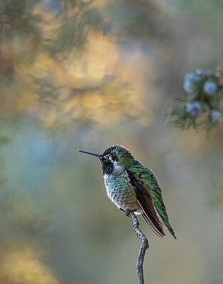 Oregon Photograph - Perching Pause by Tim Lyden