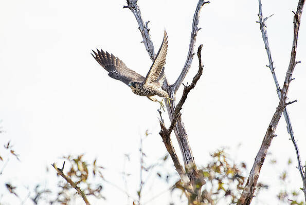Bird Wall Art featuring the photograph Peregrine Falcon - Flight by Rehna George