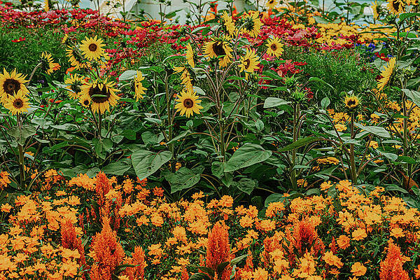 Vibrant Wall Art featuring the photograph Perfect Mix by Nova Rae