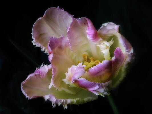 Flower Photograph - Perfect Parrot Tulip by Mary Jo Allen