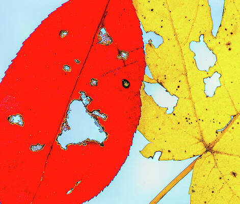 Yellow Wall Art featuring the photograph Perfectly Imperfect by Elvira Peretsman