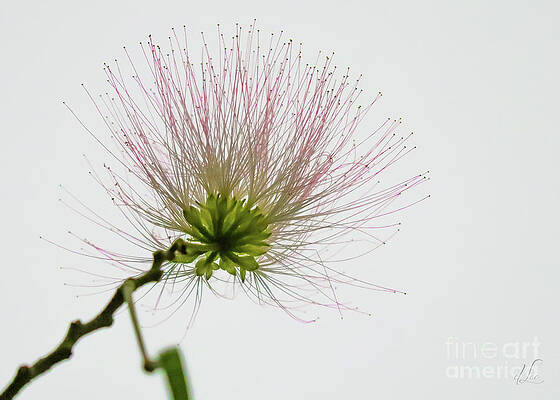 Green Photograph - Persian Silk Tree Bloom by D Lee