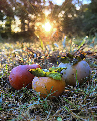 Natural Photograph - Persimmons by Greg Lane