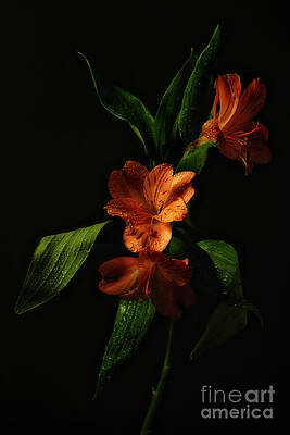 Nature Wall Art featuring the photograph Peruvian Lily - Flame In The Night by Dodie Ross