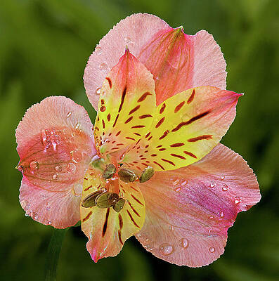 Flower Photograph - Peruvian Lily Flower by Susan Candelario