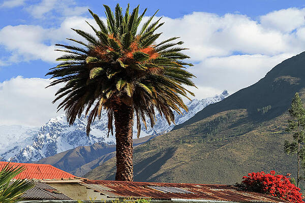 Sky Wall Art featuring the photograph Peruvian Palm by Steve Templeton