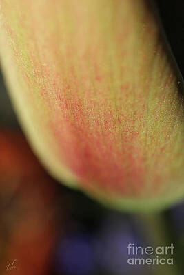 Beautiful Photograph - Petal Power by D Lee