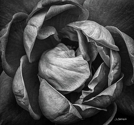 Mountain Photograph - Petals by Jim Carlen