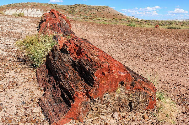 Desert Wall Art featuring the photograph Petrified Wood by Dawn Richards