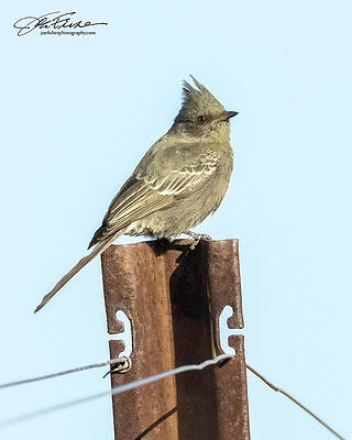 Sky Photograph - Phainopepla Female by Joe Fisher