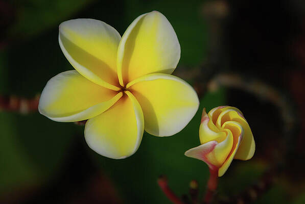 Hawaii Wall Art featuring the photograph Phases Of Plumeria Blossoms by Nancy Gleason