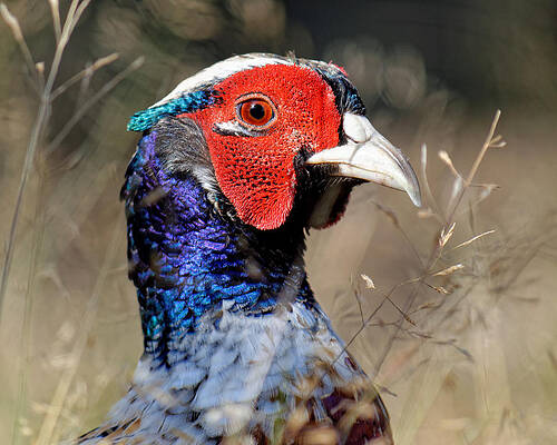 Wildlife Wall Art featuring the photograph Pheasant Portrait by KJ Swan