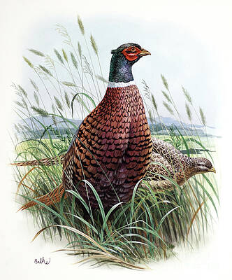 Bird Wall Art featuring the painting Pheasant Sitting In Field by Don Balke